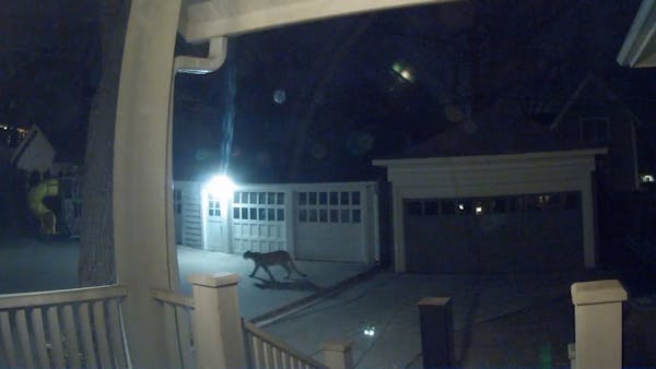 Cougar caught on security camera in Minneapolis