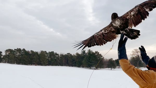 Eagles poisoned near Inver Grove Heights landfill on the mend