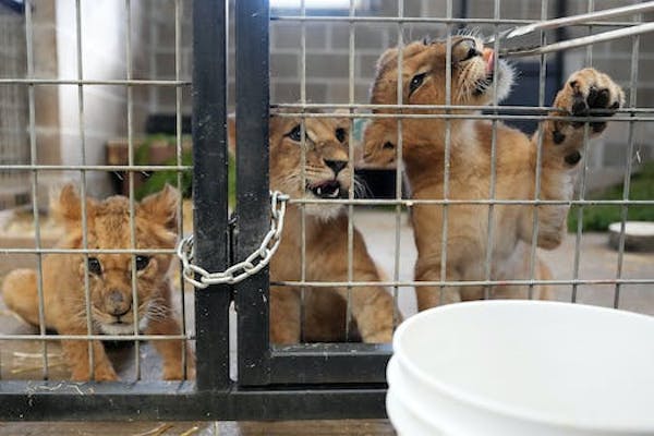 Adorable lion cubs rescued from Ukraine come to Minnesota