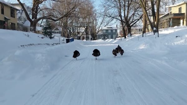 Turkeys walking the streets of Edina