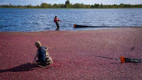 There's only one cranberry farm in Minnesota, and it's run by a 21-year-old woman and her brother