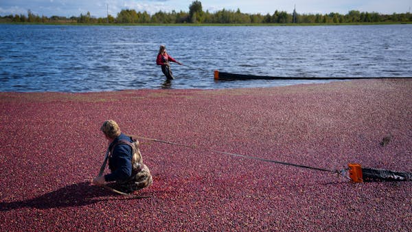 There's only one cranberry farm in Minnesota, and it's run by a 21-year-old woman and her brother