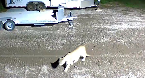 Mountain lion captured on video in Duluth