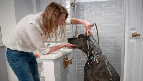 'Barkitecture' puts dogs at the center of Minneapolis home owner's laundry room design
