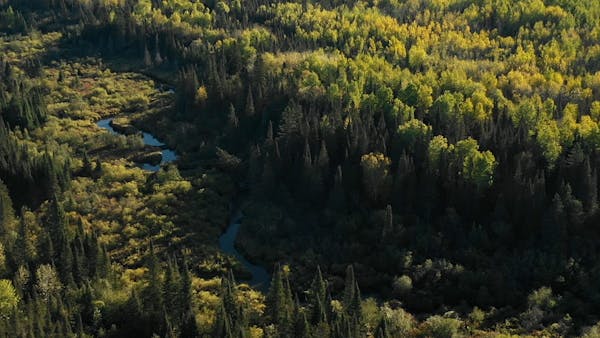 Drone video of Minnesota's at risk Tamarack trees