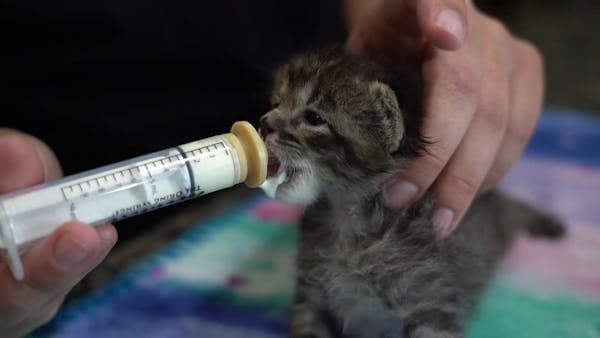 The cutest, tiniest kittens are raised by new volunteer group