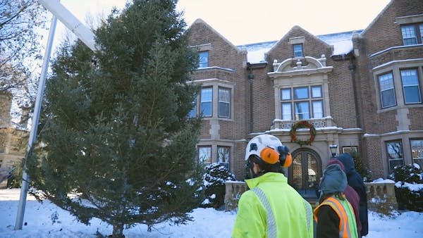 How Minnesota DNR selects a Christmas tree for the Governor's mansion