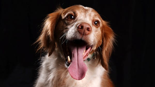Behind the scenes: Dog portraits at Pheasant Fest