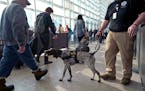 MSP Airport's hard-working TSA dogs don't get a spring break