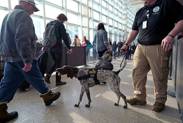 Passenger Screening Canines get to work at MSP International Airport