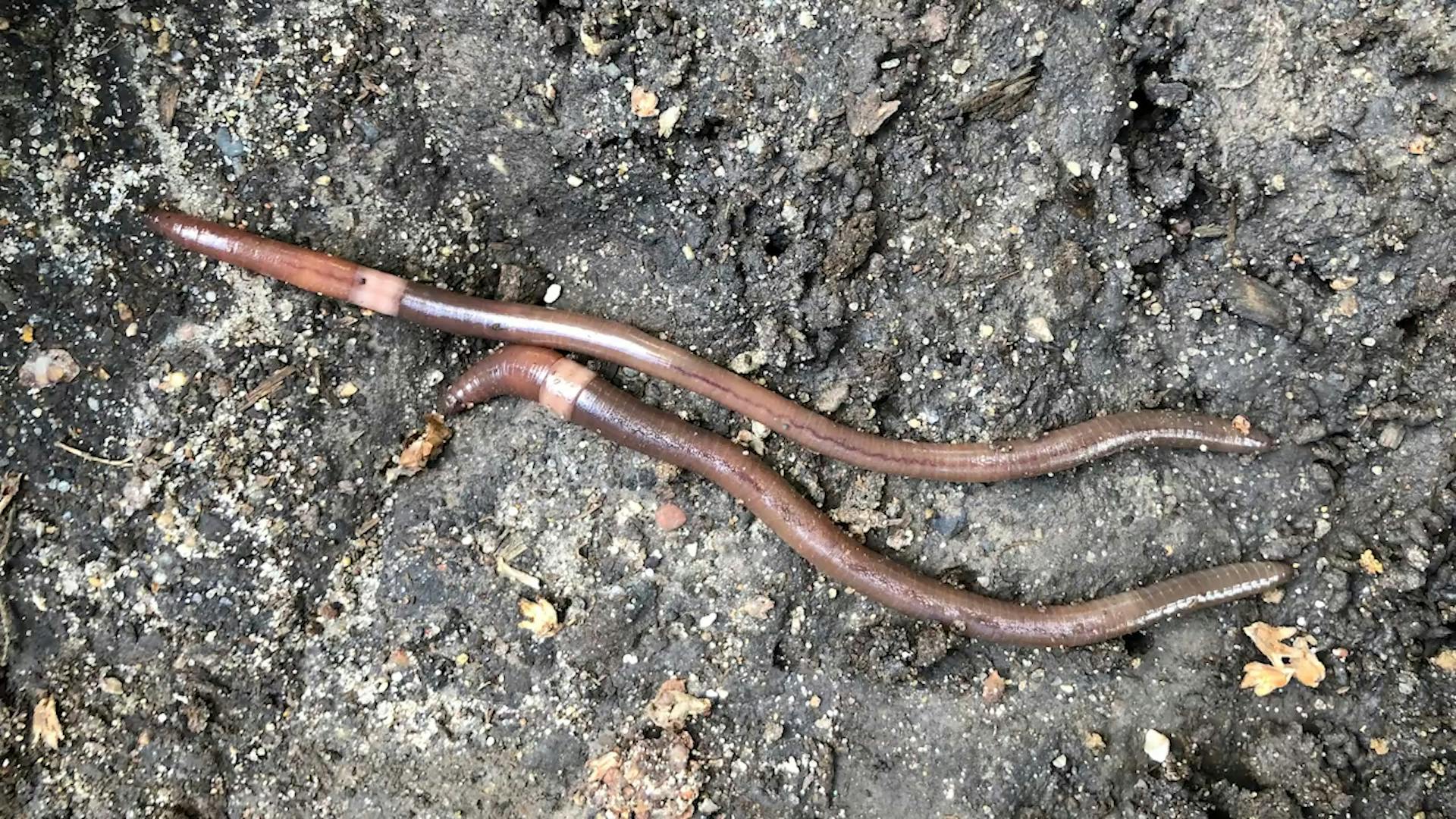Jumping worms can dramatically change soils, giving it a unique texture similar to coffee grounds. Jumping worms feast on mulch and strip vital nutrients from topsoil. This kills plants and increases erosion.