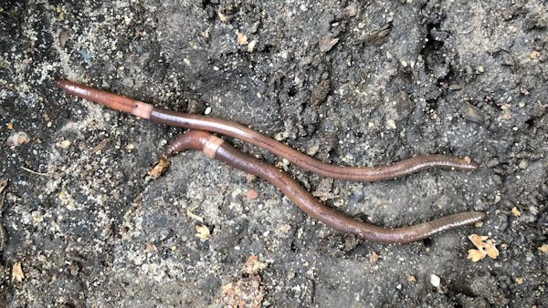Invasive jumping worms: Impacts and prevention