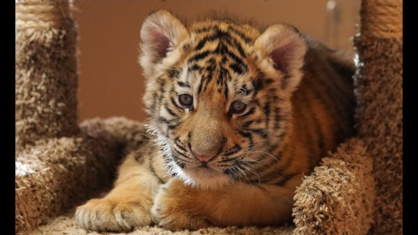 Surprise! It's a boy tiger cub