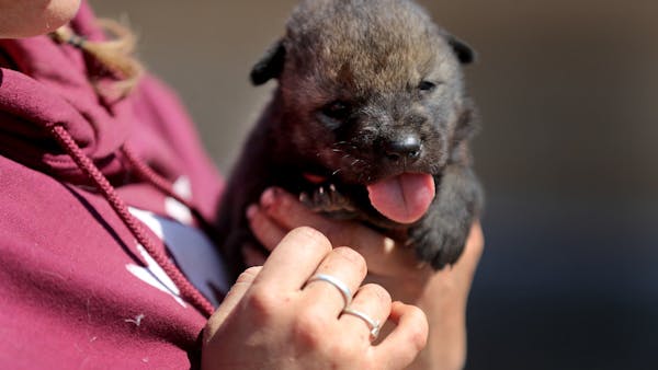 Minnesota wolf puppies part of new study