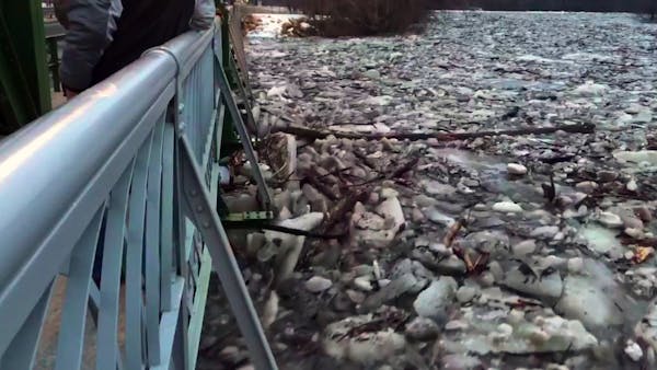 Dislodged ice jam rushes under Hwy 99 bridge in St. Peter