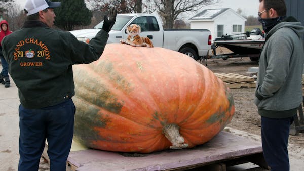 Anoka man's 2,350-pound pumpkin carved to break more records