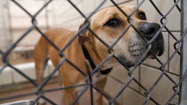Humane Society temporarily closing in response to COVID-19