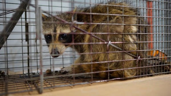 'A happy ending,' for plucky St. Paul raccoon