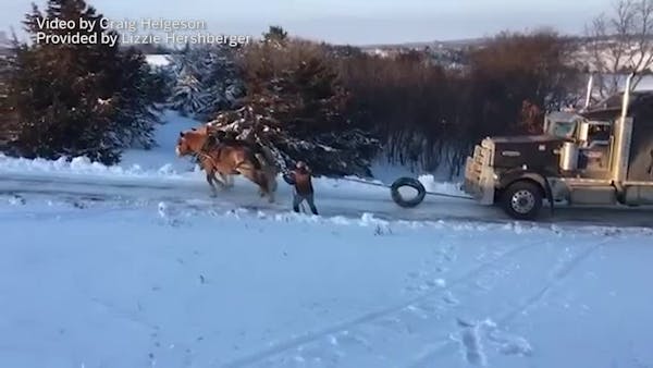 Two Belgian horses pull semi up icy Minnesota driveway