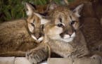 Three orphan cougars in Washington find a new home in Minnesota