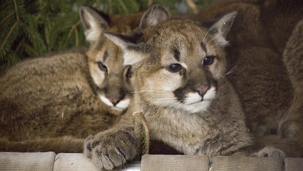 Three orphan cougars in Washington find a new home in Minnesota