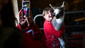 Minnesotans' latest pandemic pick-me-up? Hugging llamas