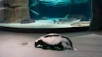Pretty stinkin' cute: Skunks explore empty Great Lakes Aquarium in Duluth