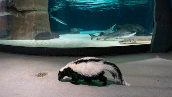 Skunks roam free in Duluth's Great Lakes Aquarium