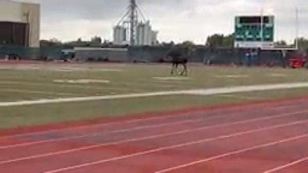 Wayward moose takes stroll on UND football field