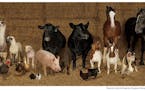 Watch Minnesota State Fair photographer wrangle farm animals for adorable portrait
