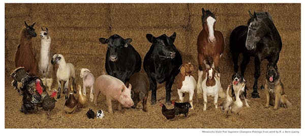 Behind-the-scenes: Gathering 24 farm animals for one State Fair portrait