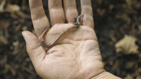 Jumping worms: What anglers should know