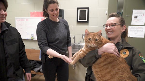 Record-setting cat steals Minneapolis police officers' hearts