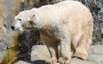 Nan the polar bear, orphaned in the Arctic 26 years ago, moves into Como Zoo