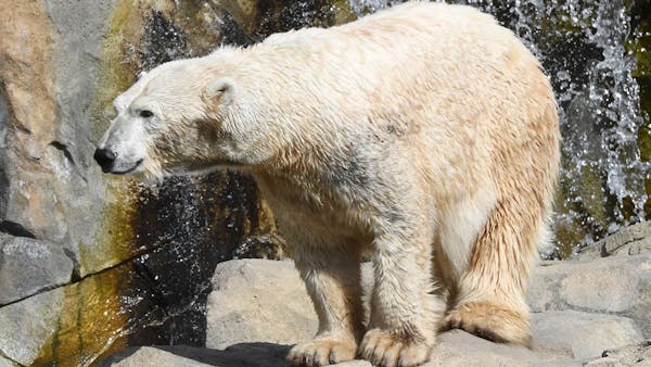 Como Zoo welcomes Nan, a 26 year old polar bear