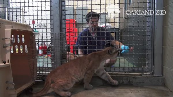 Como Zoo welcomes orphaned mountain lion cubs