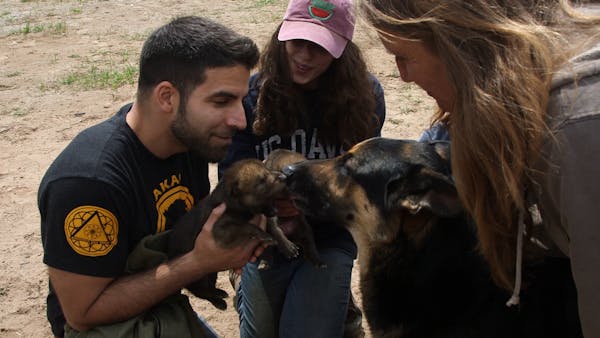 German shepherd becomes surrogate parent to wolf pups