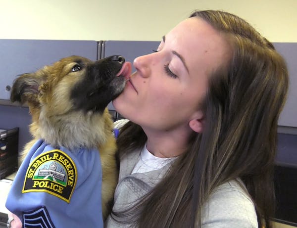 It's #nationalpetday: Meet Sgt. Fuzz, the St. Paul police pup