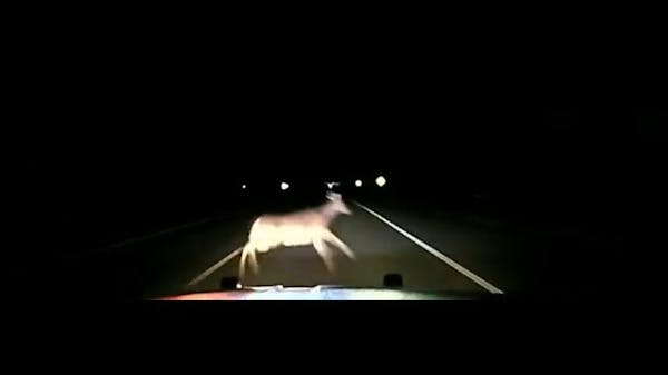Watch: Dash cam video shows Minnesota deputy hitting deer at 114 mph