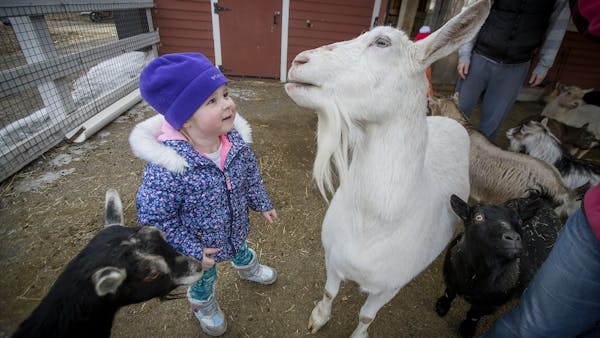 Meet the farm babies at the Minnesota Zoo