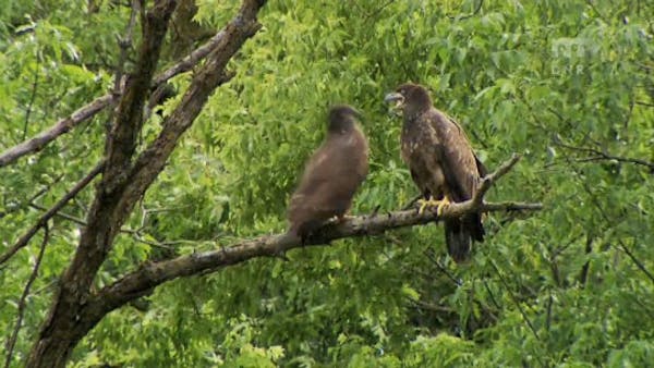 Eagle fledglings are wobbly leaving nest