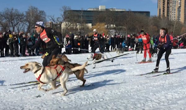 Dogs of all types participate in skijoring loppet on Bde Maka Ska
