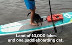 Minnesota has its own 'adventure cat' – Max the paddleboarding kitty