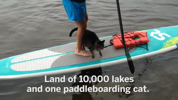 Land of 10,000 lakes and one paddleboarding cat
