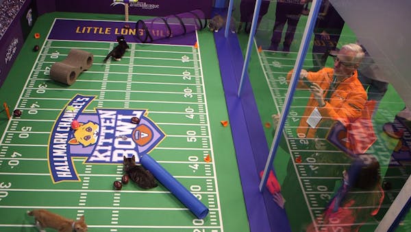 Kittens and football are purr-fect pairing at Kitten Bowl Live on Nicollet Mall