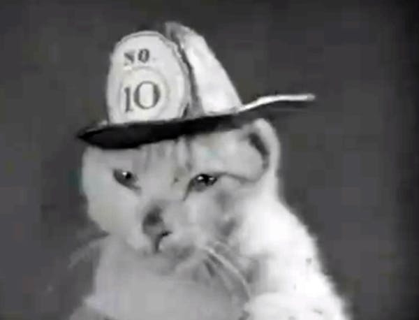 Meet Mickey, cat mascot for a Minneapolis fire station in 1936