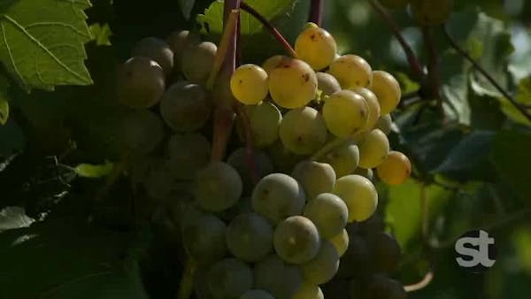 St. Croix Vineyard: Making Minnesota wines