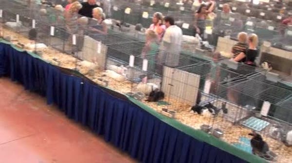Lileks: Rabbits taking over poultry barn