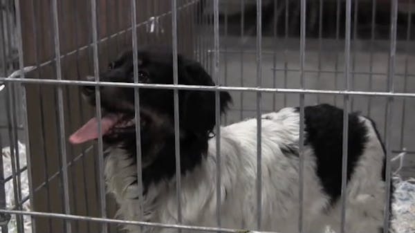Humane Society takes in seized dogs