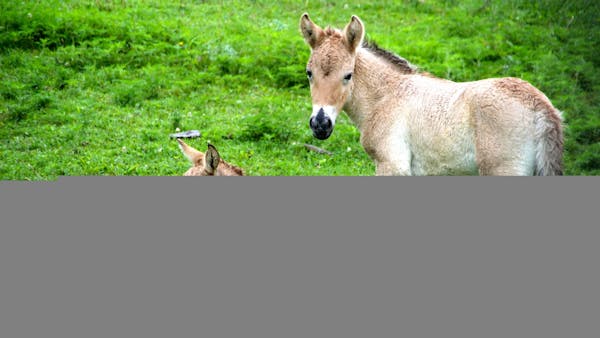 Watch: Meet new Asian wild horse foals